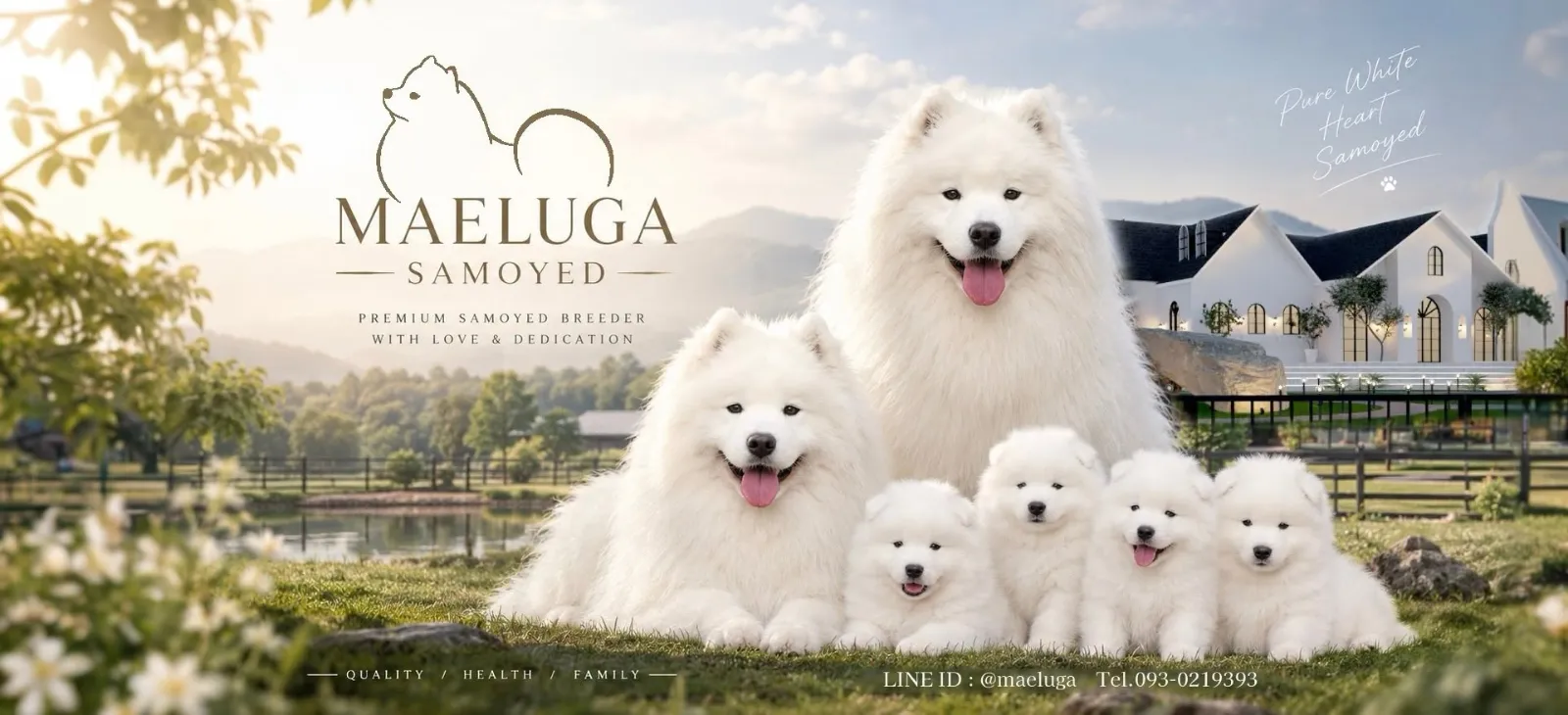 รูปMaeluga Samoyed 3