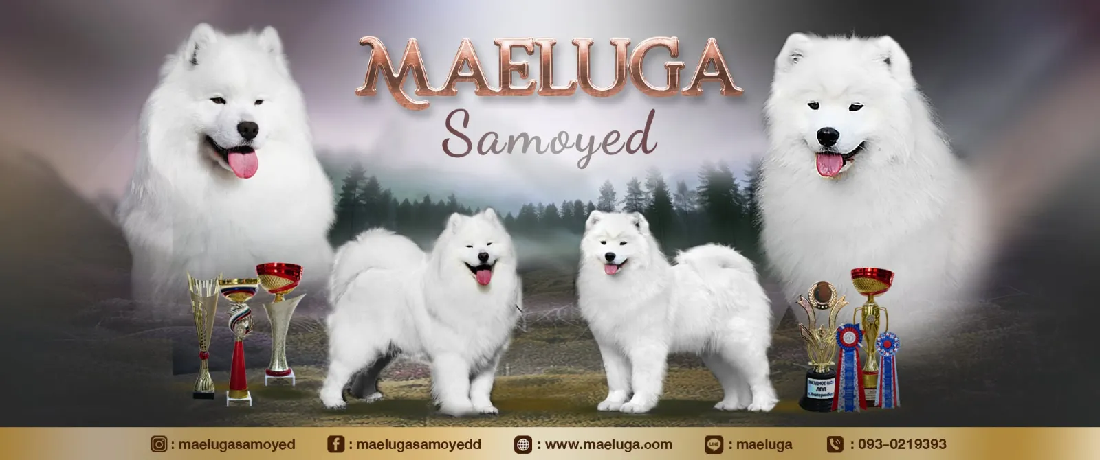 รูปMaeluga Samoyed 2