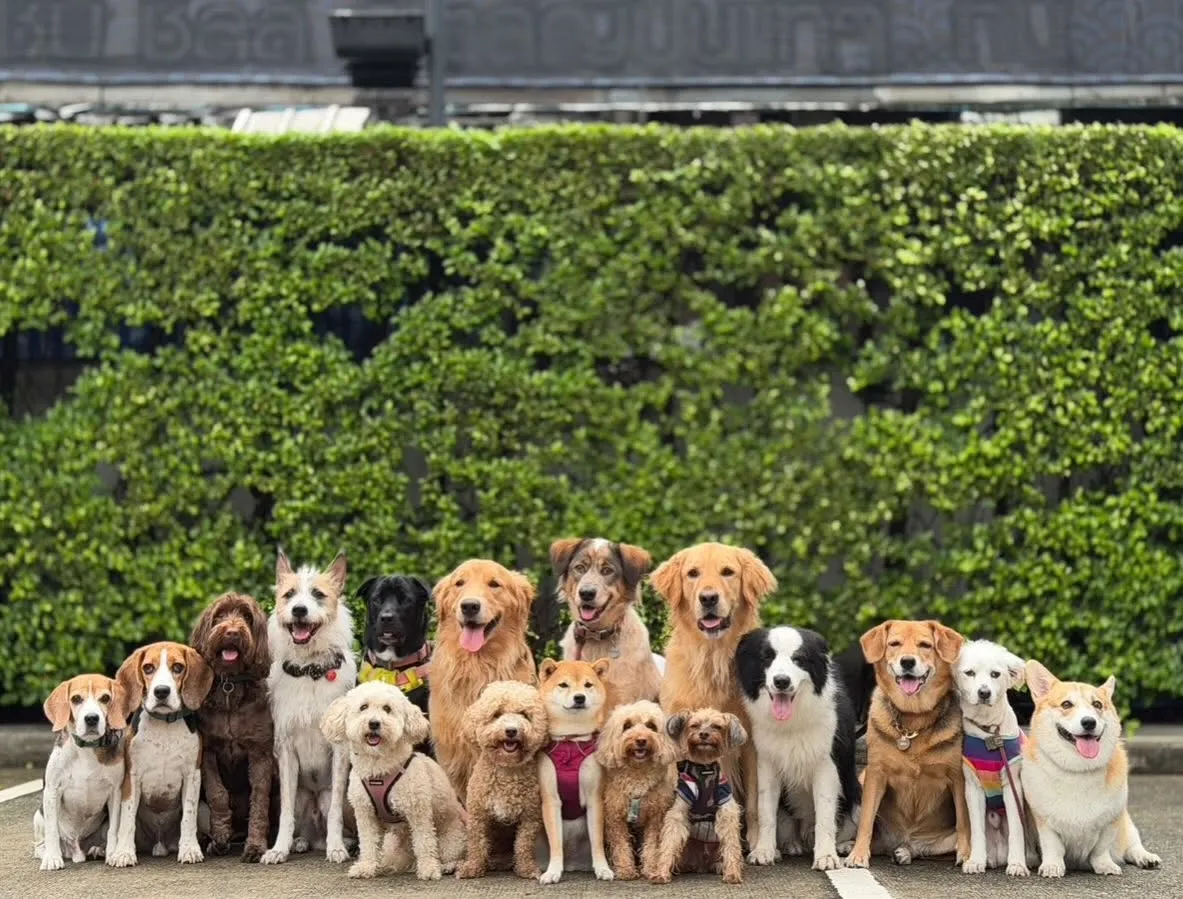 รูปBkk Dogster 3