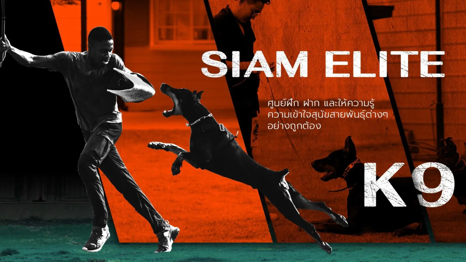 รูปSiam Elite K9 3