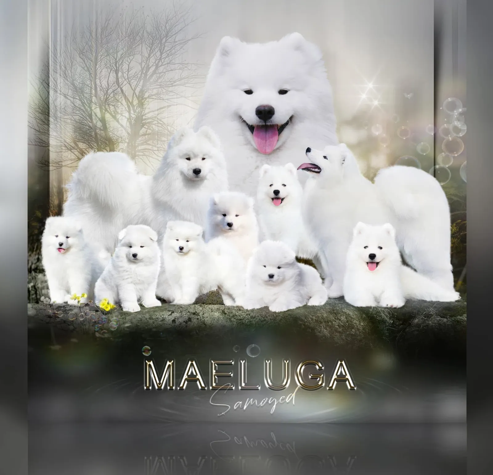 รูปMaeluga Samoyed 1