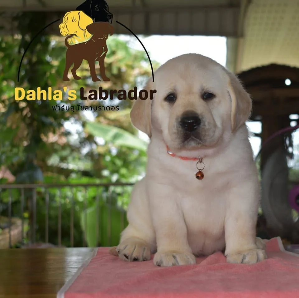 รูปDahla's Labrador 1 จาก 3