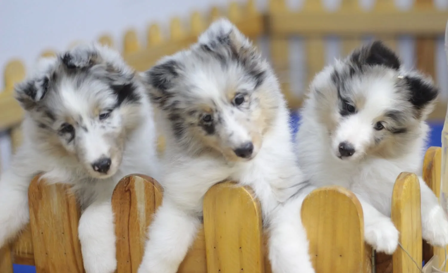 รูปSnowdogs Shetland Sheepdog 3 จาก 3