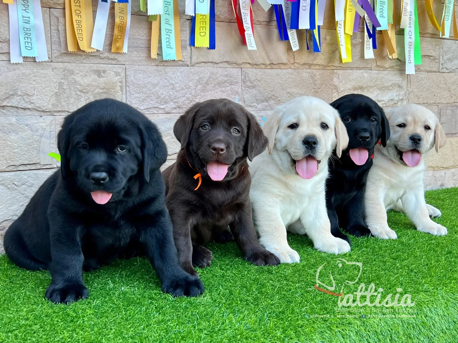 รูปPattisia Labrador & Golden Kennel (แพททิเซียลาบราดอร์) 2 จาก 3