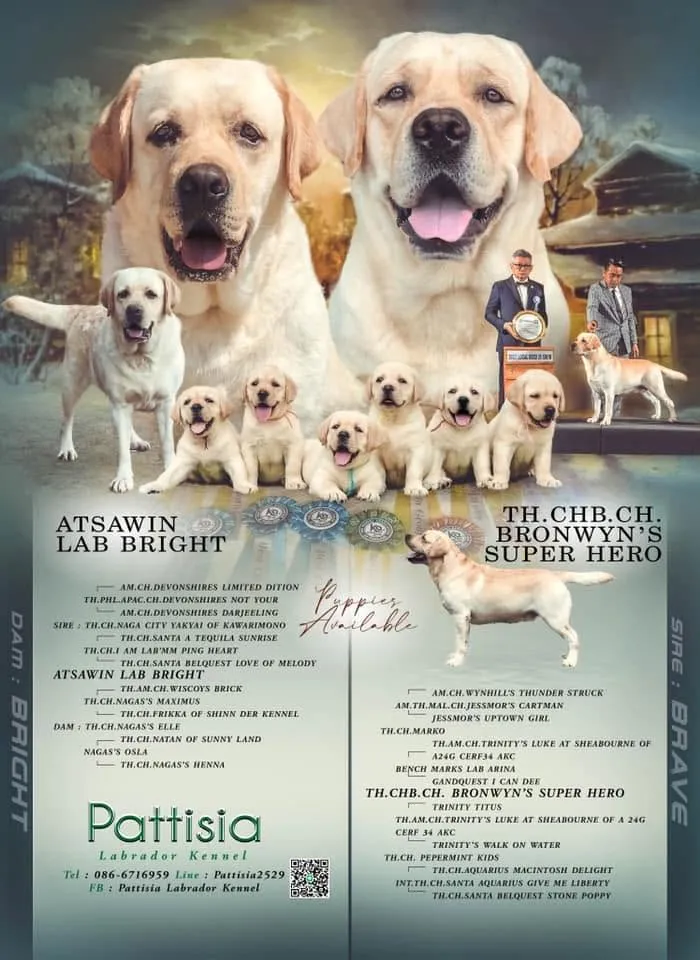รูปPattisia Labrador & Golden Kennel (แพททิเซียลาบราดอร์) 3 จาก 3