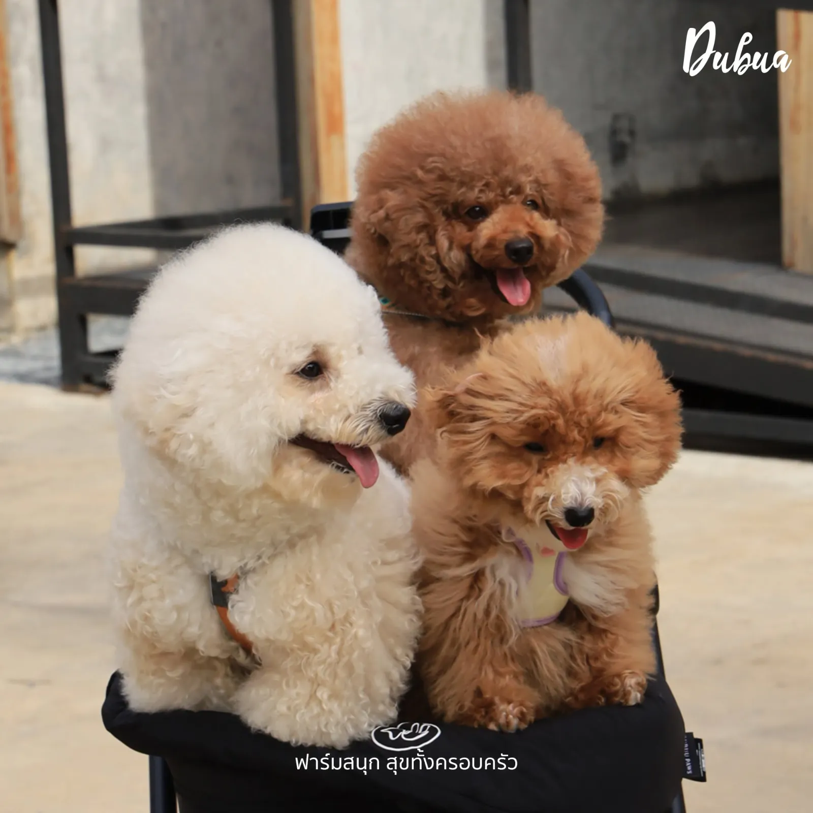 รูปDuBua Cafe Farm (ดูบัวคาเฟ่) 3 จาก 4