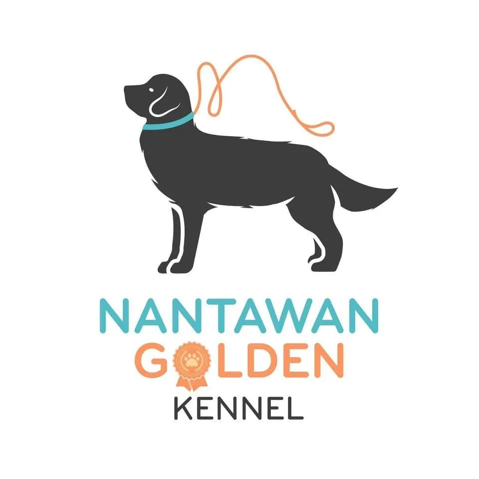 รูปNantawan Golden Retrievers 1 จาก 3