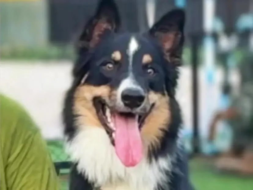 รูปHalfmoon Border Collie Thailand 3 จาก 3