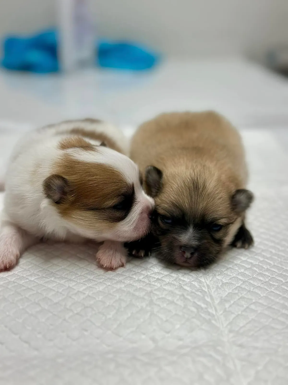รูปโรงพยาบาลสัตว์ เอ็น.พี. (N.P. Animal Hospital) 3