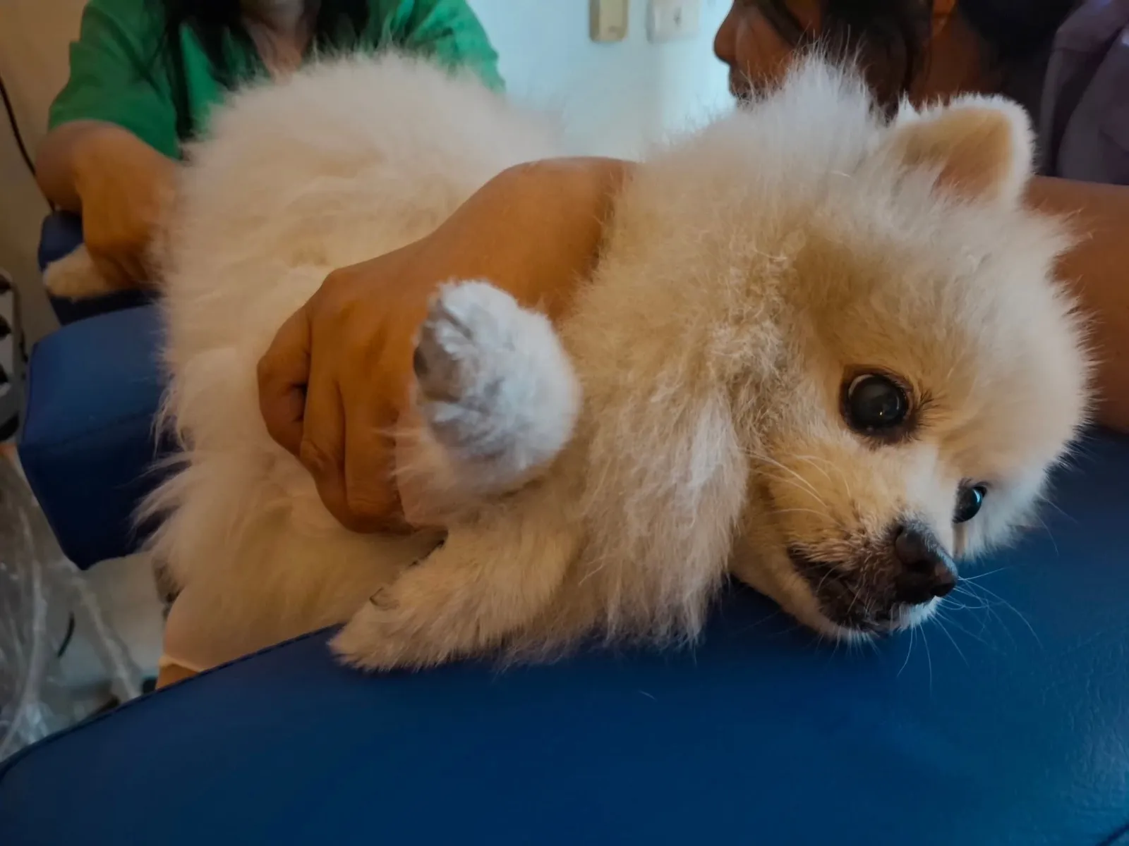 รูปโรงพยาบาลสัตว์พาราไดซ์ (Paradise Pet Hospital) 3