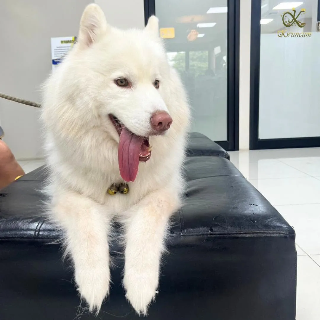 รูปโรงพยาบาลสัตว์ขวัญคำ สาขาราษฎร์พัฒนา (Kwuncum Animal Hospital) 3