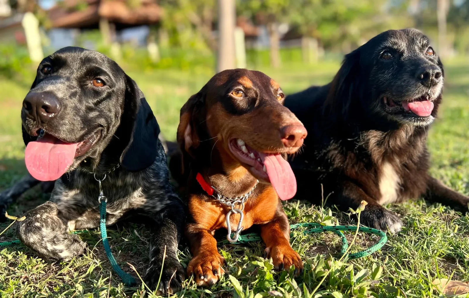 รูปCanine Point Academy 2