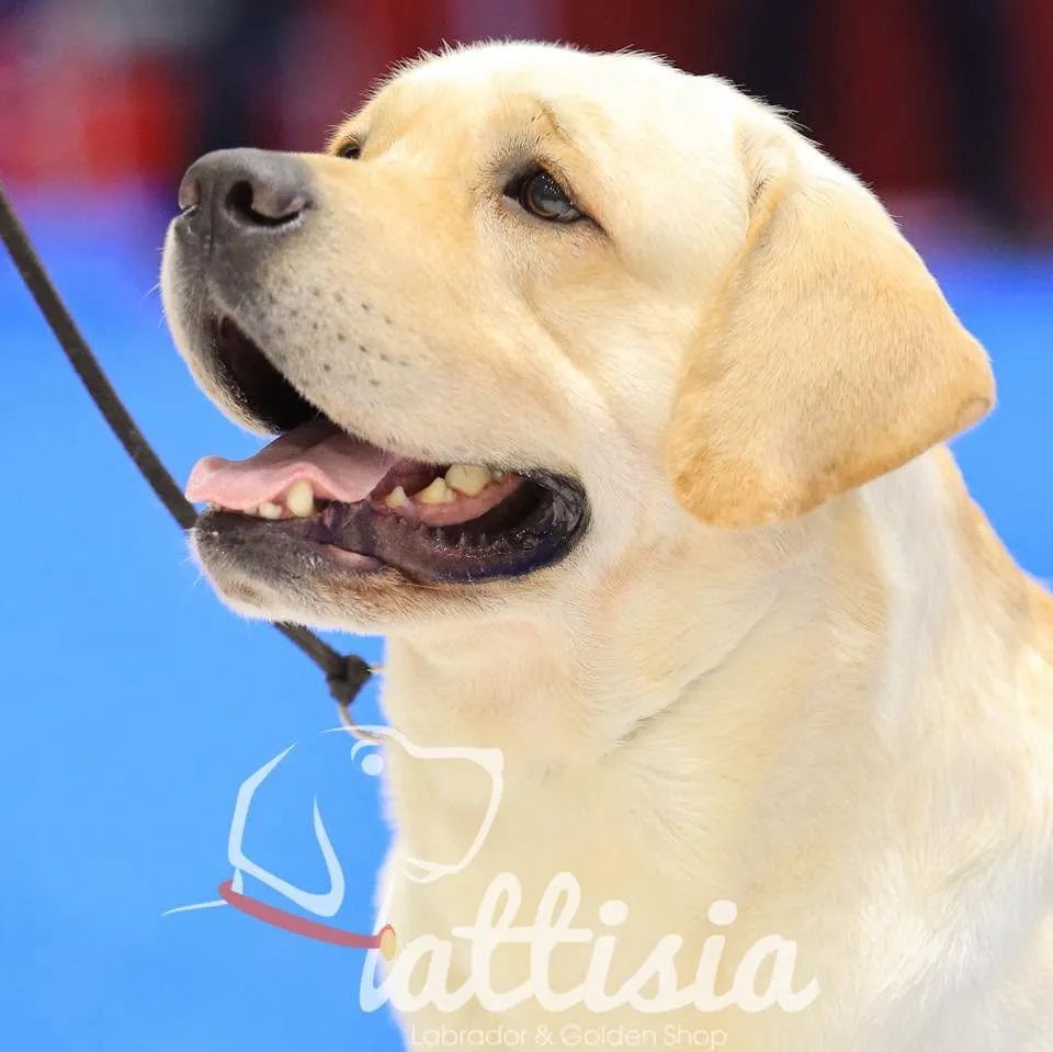 รูปPattisia Labrador & Golden Kennel (แพททิเซียลาบราดอร์) 1 จาก 3
