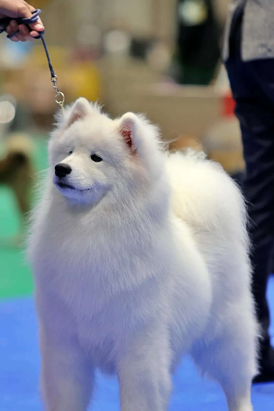 รูปWind Dog Sky Samoyed Kennel 2 จาก 3