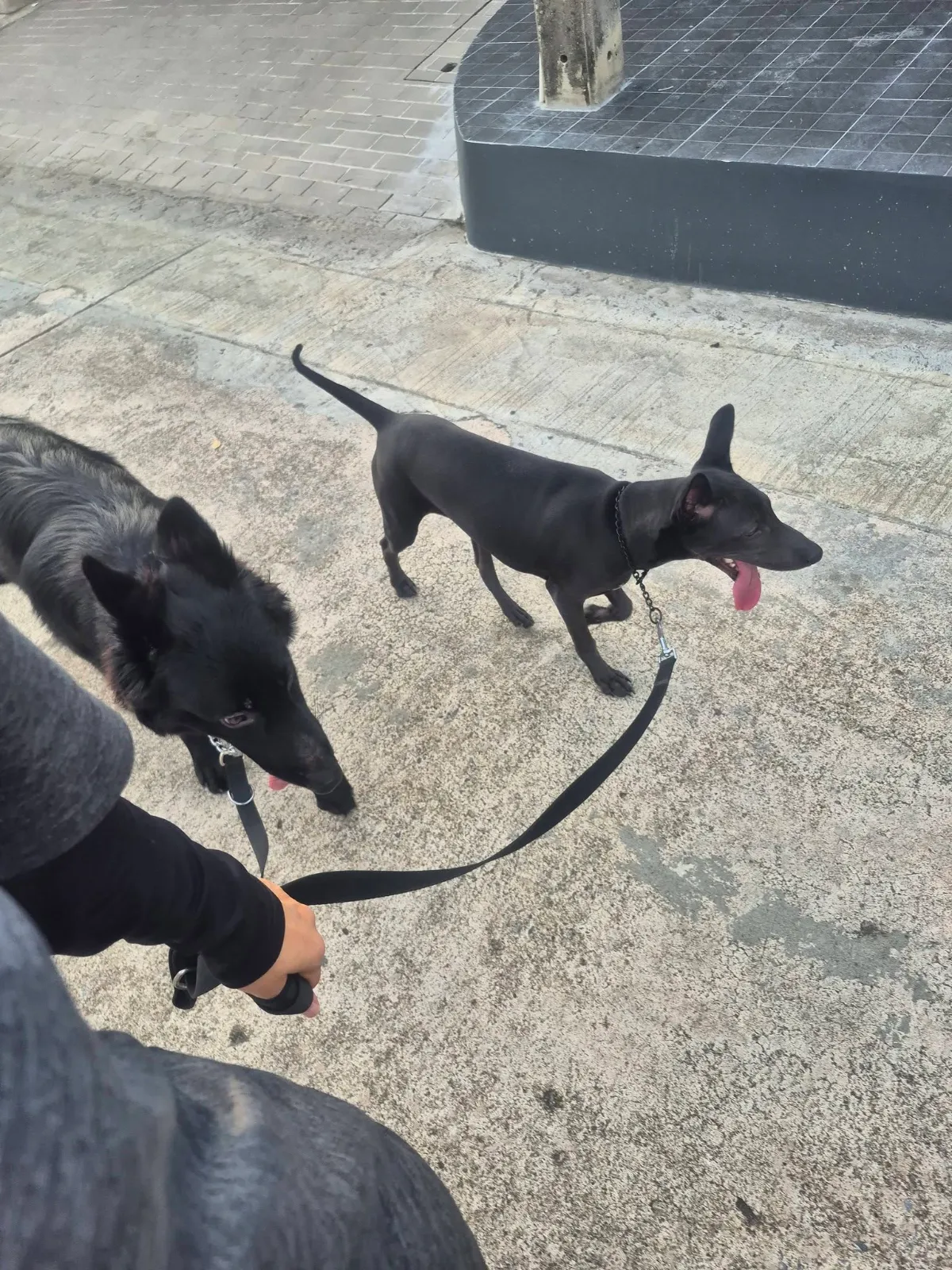 รูปSmart Dog Bangkok 3