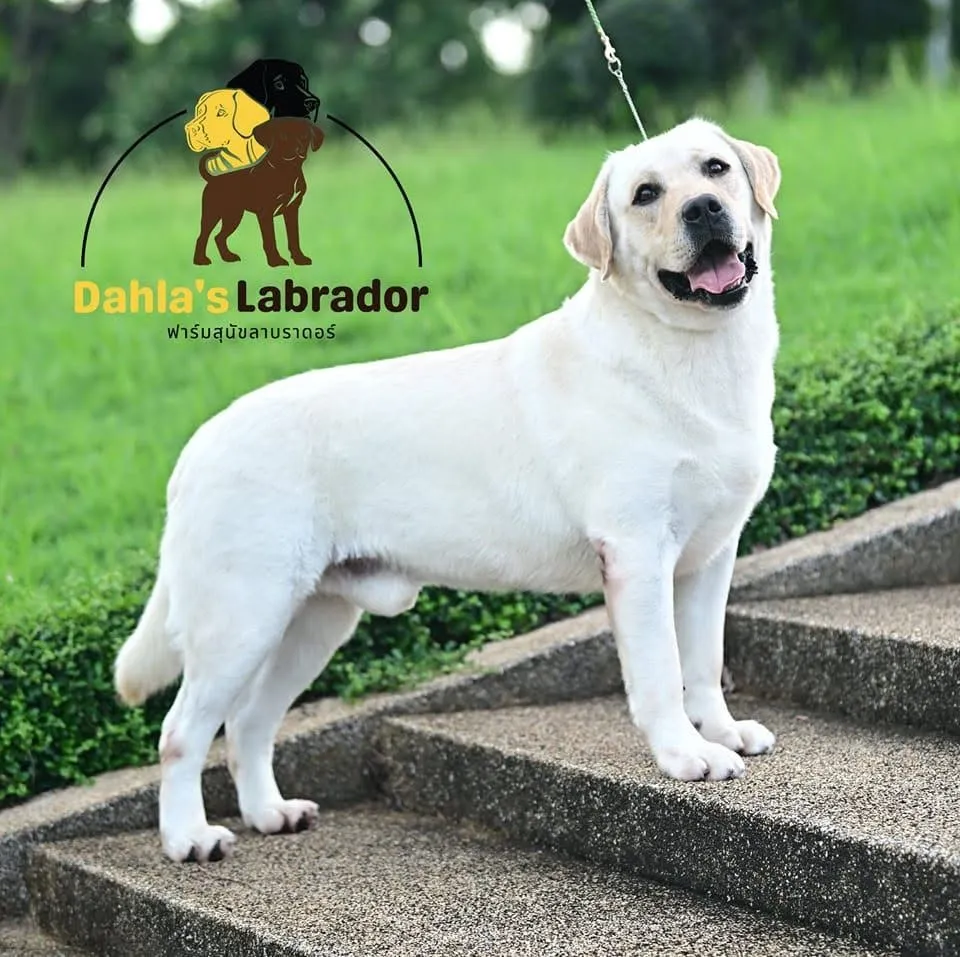 รูปDahla's Labrador 2 จาก 3