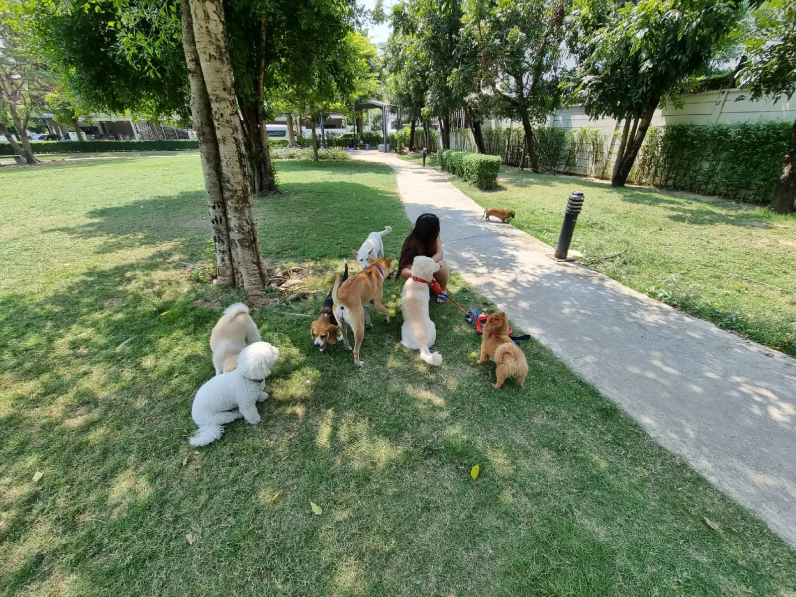 รูปPet Sitter Thailand 2 จาก 3