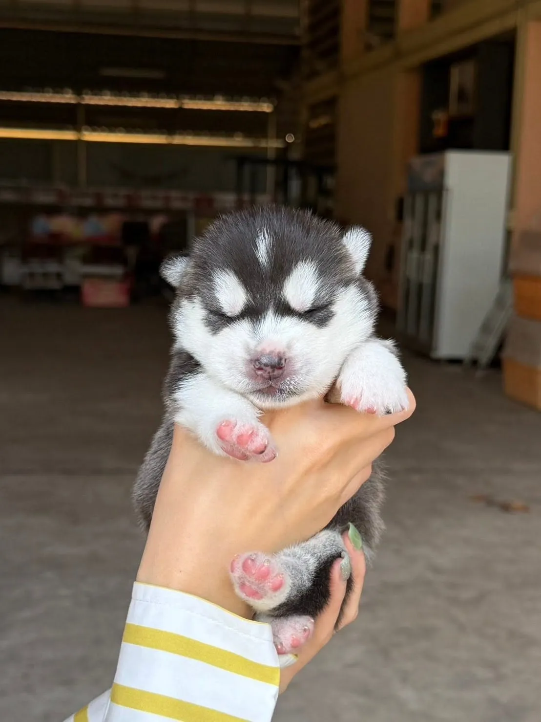 รูปSonata's Siberian 3