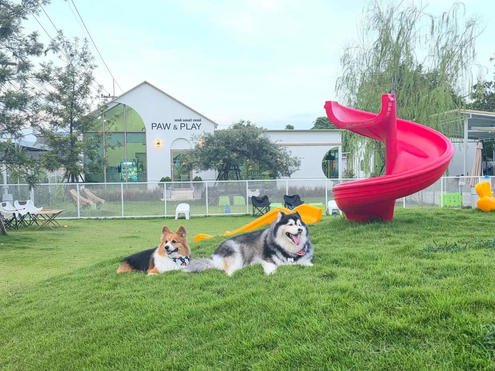 รูปPaw & Play Rangsit 2