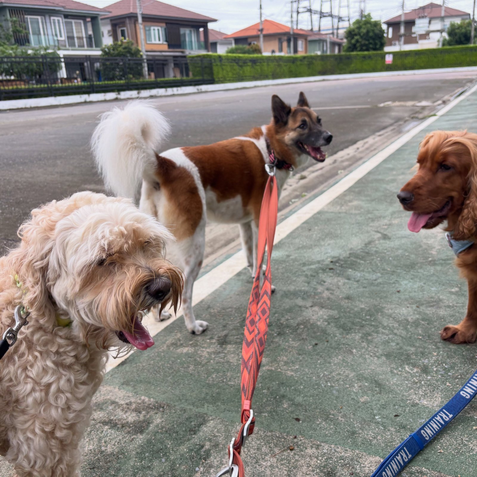 รูปHappingpets 2