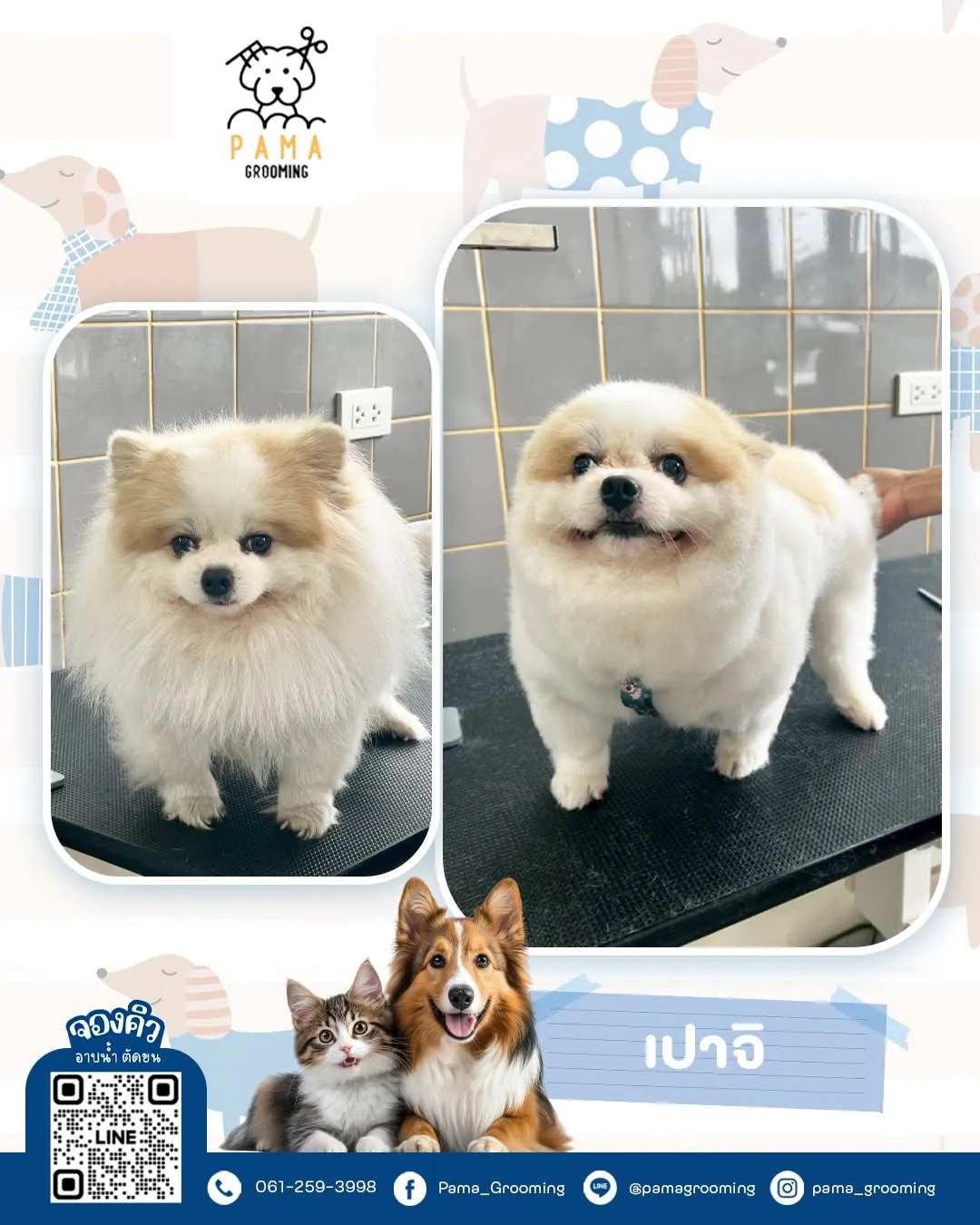 รูปPAMA GROOMING อาบน้ำตัดขนสุนัข แมว 3