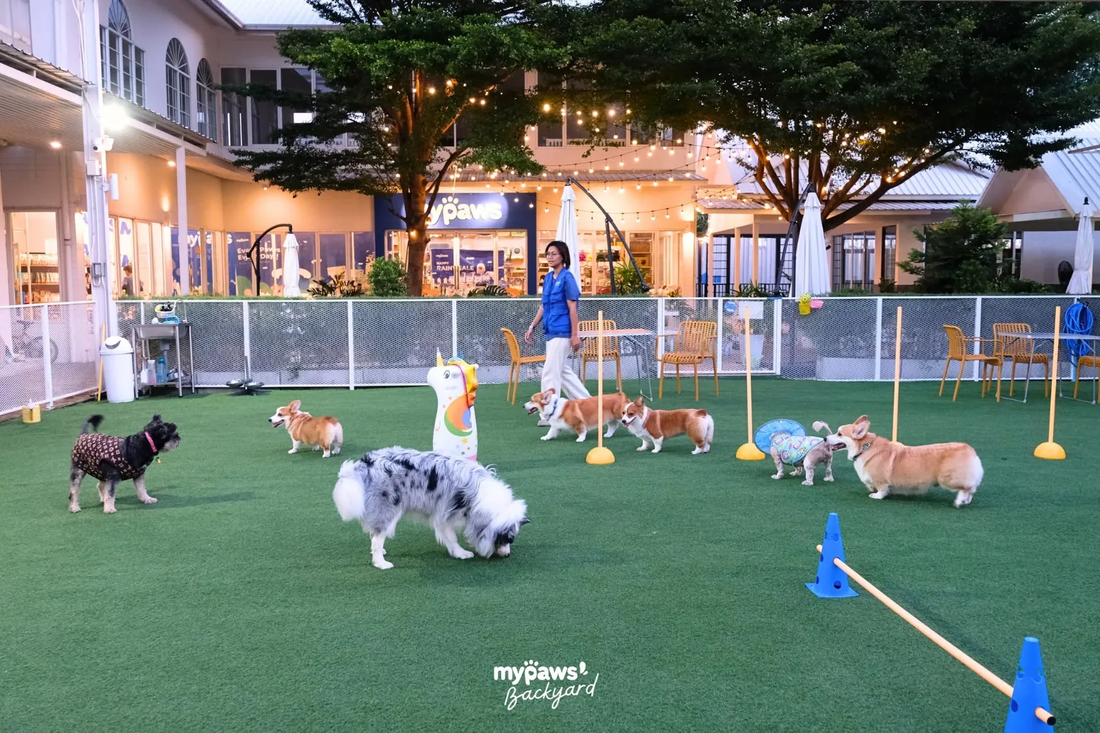รูปMy Paws Backyard 3