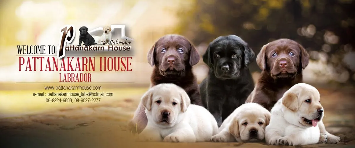 รูปPattanakarn House Labrador (พัฒนาการเฮาส์ลาบราดอร์) 3 จาก 3