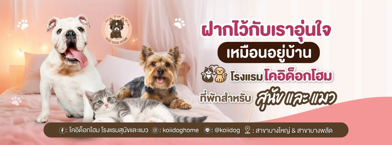 รูปโคอิ ด็อกโฮม สาขาบางใหญ่ (Koii Dog Home) 2 จาก 3