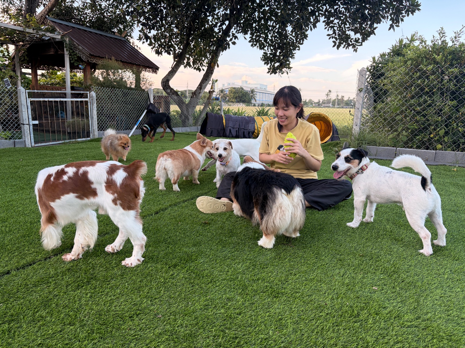 รูปDogsQuest 2