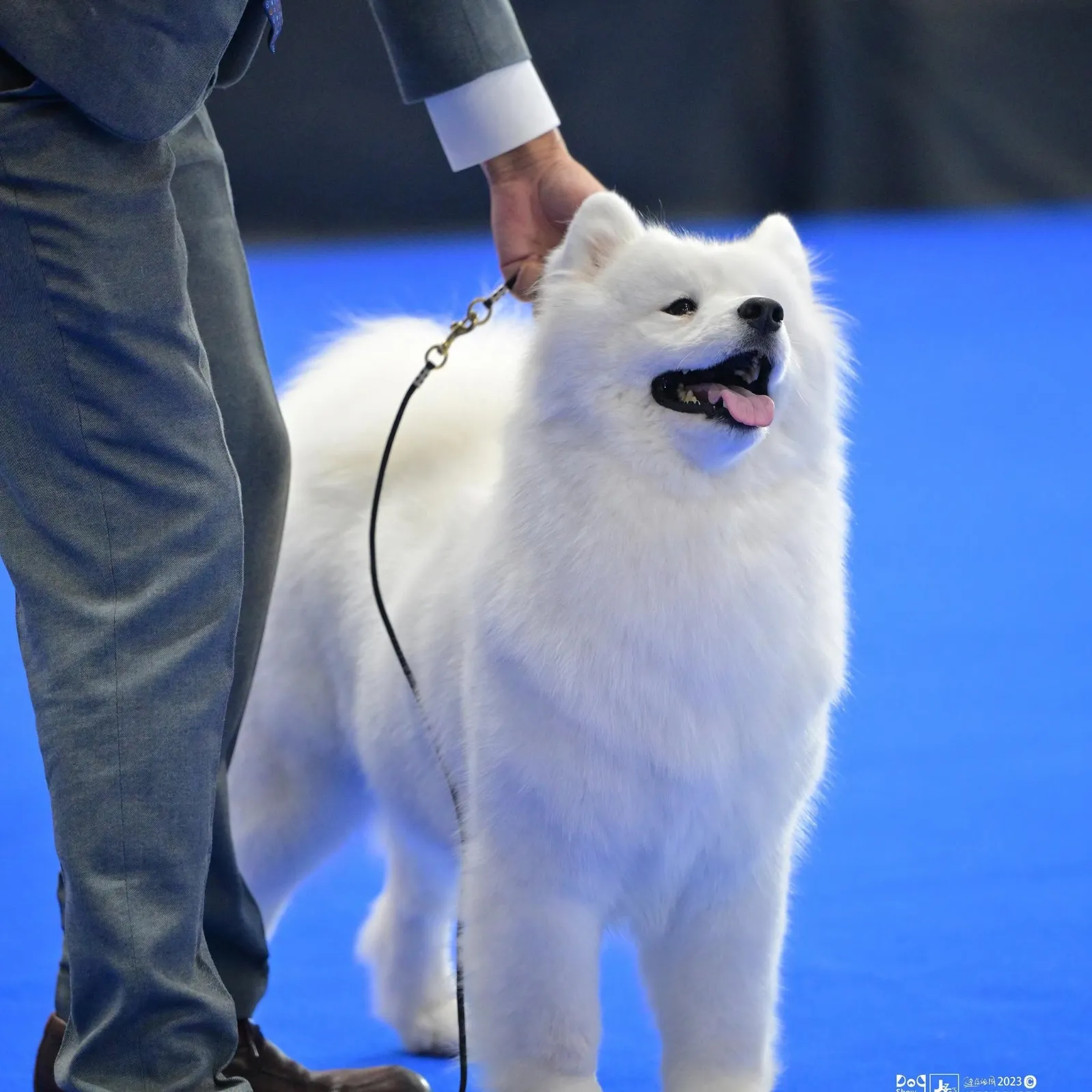 รูปWind Dog Sky Samoyed Kennel 1 จาก 3