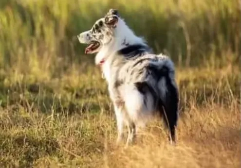 รูปHalfmoon Border Collie Thailand 1 จาก 3