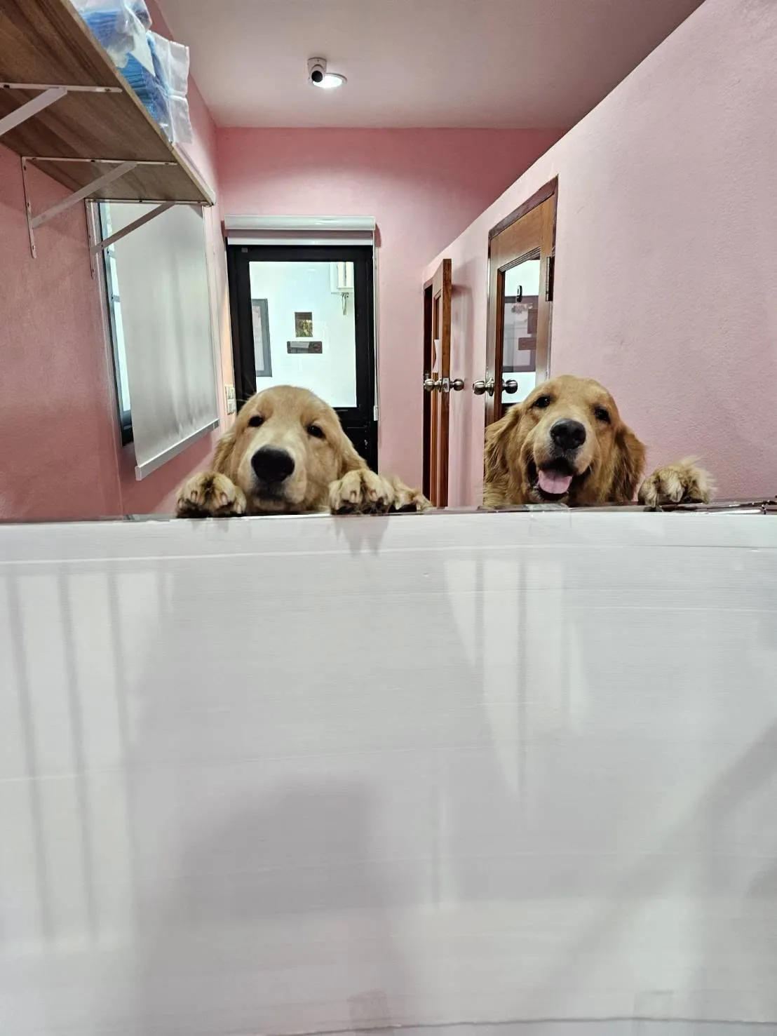รูปโคอิ ด็อกโฮม สาขาบางพลัด (Koii Dog Home) 3 จาก 3