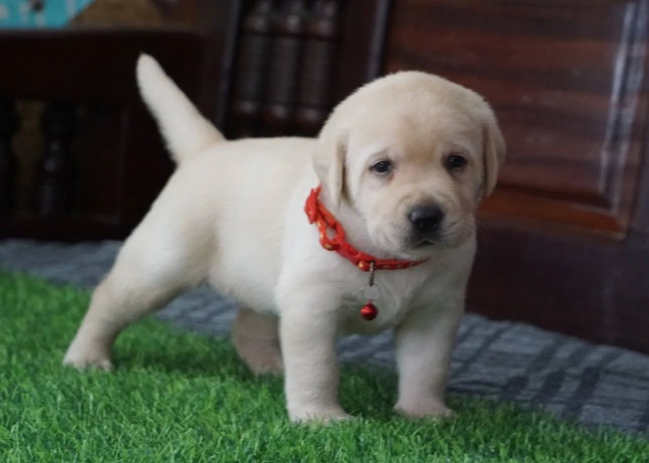 รูปGreen Corner Labrador (กรีนคอร์เนอร์ลาบราดอร์) 3 จาก 3