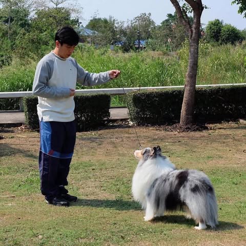 รูปSnowdogs Shetland Sheepdog 1 จาก 3