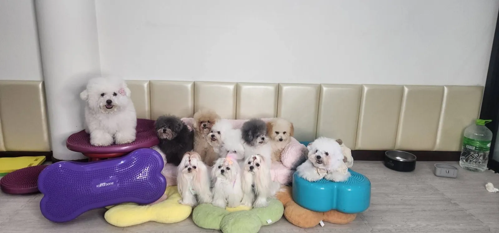 รูปPawMeHome 2 จาก 3
