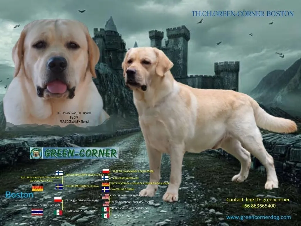 รูปGreen Corner Labrador (กรีนคอร์เนอร์ลาบราดอร์) 1 จาก 3