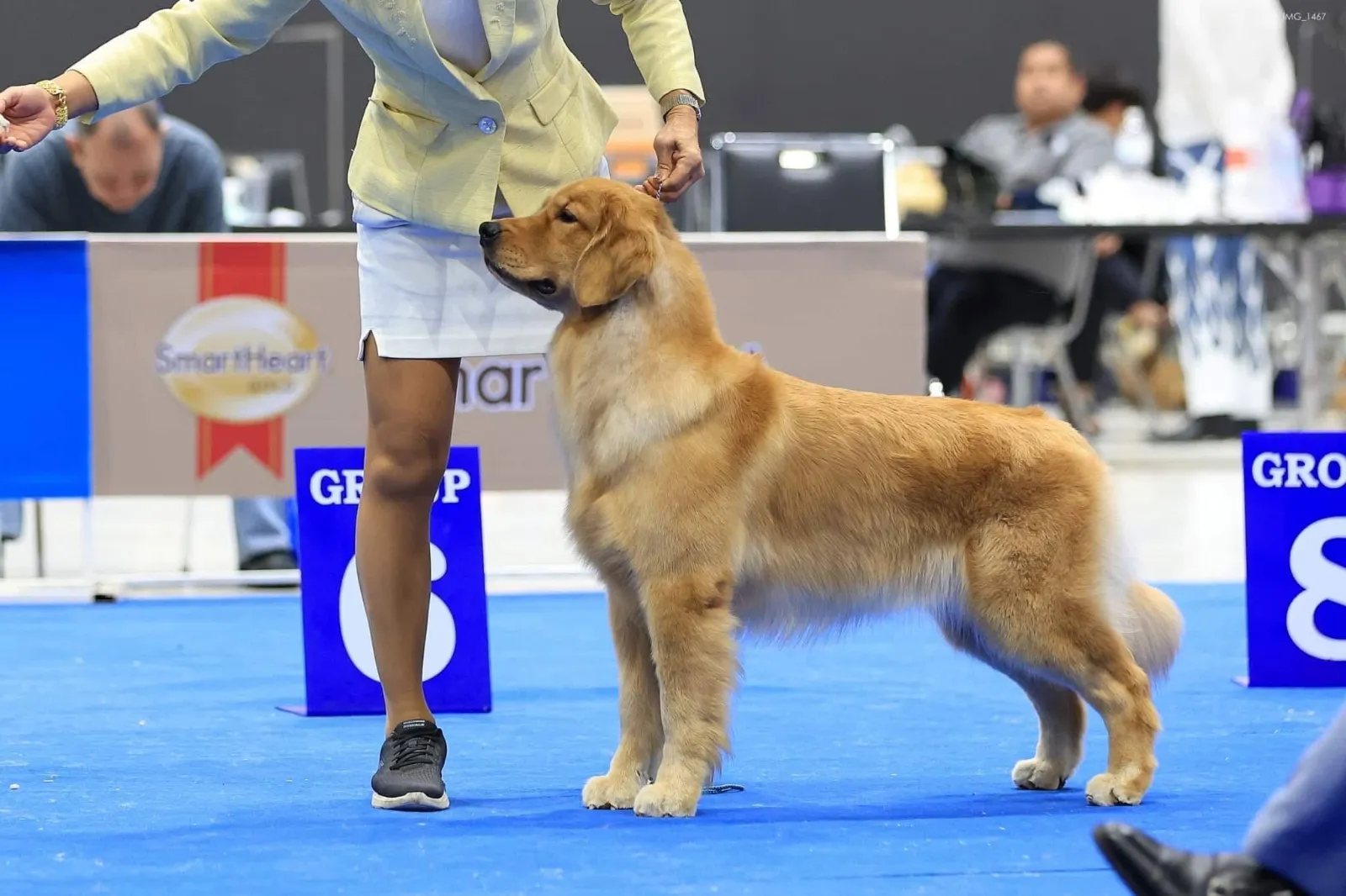 รูปGolden Charm Kennel 2 จาก 3