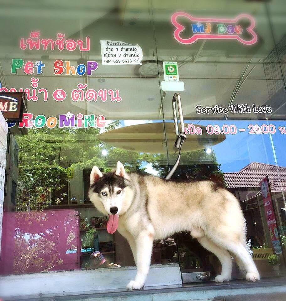 รูปMJ Dog 2 จาก 3