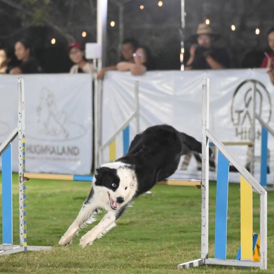 รูปเขาค้อ BorderCollie (Goodyears Farm) 2 จาก 3