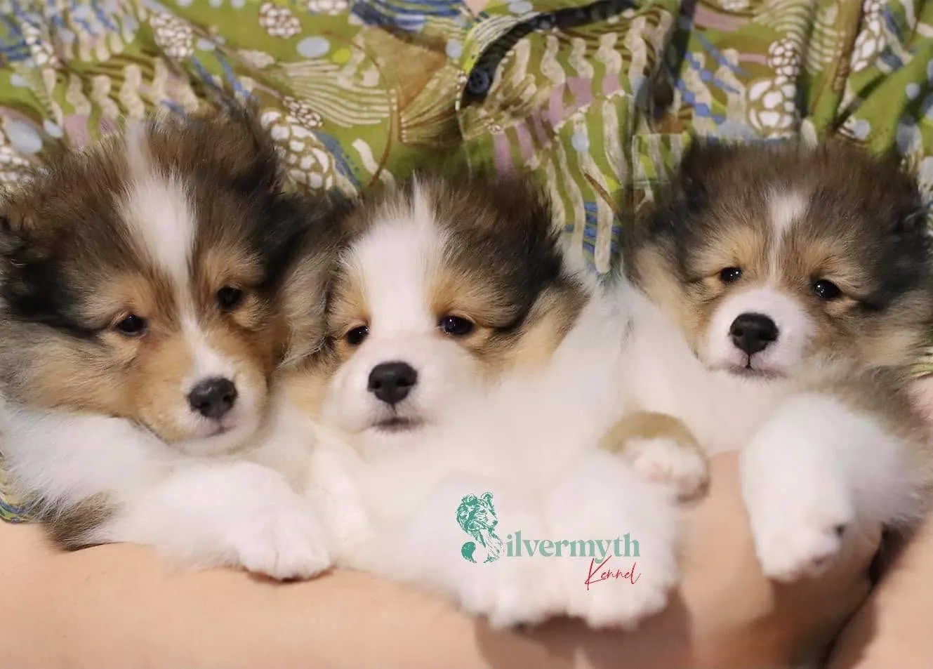 รูปSilverMyth Kennel (Silvermyth Shelties) 2 จาก 3