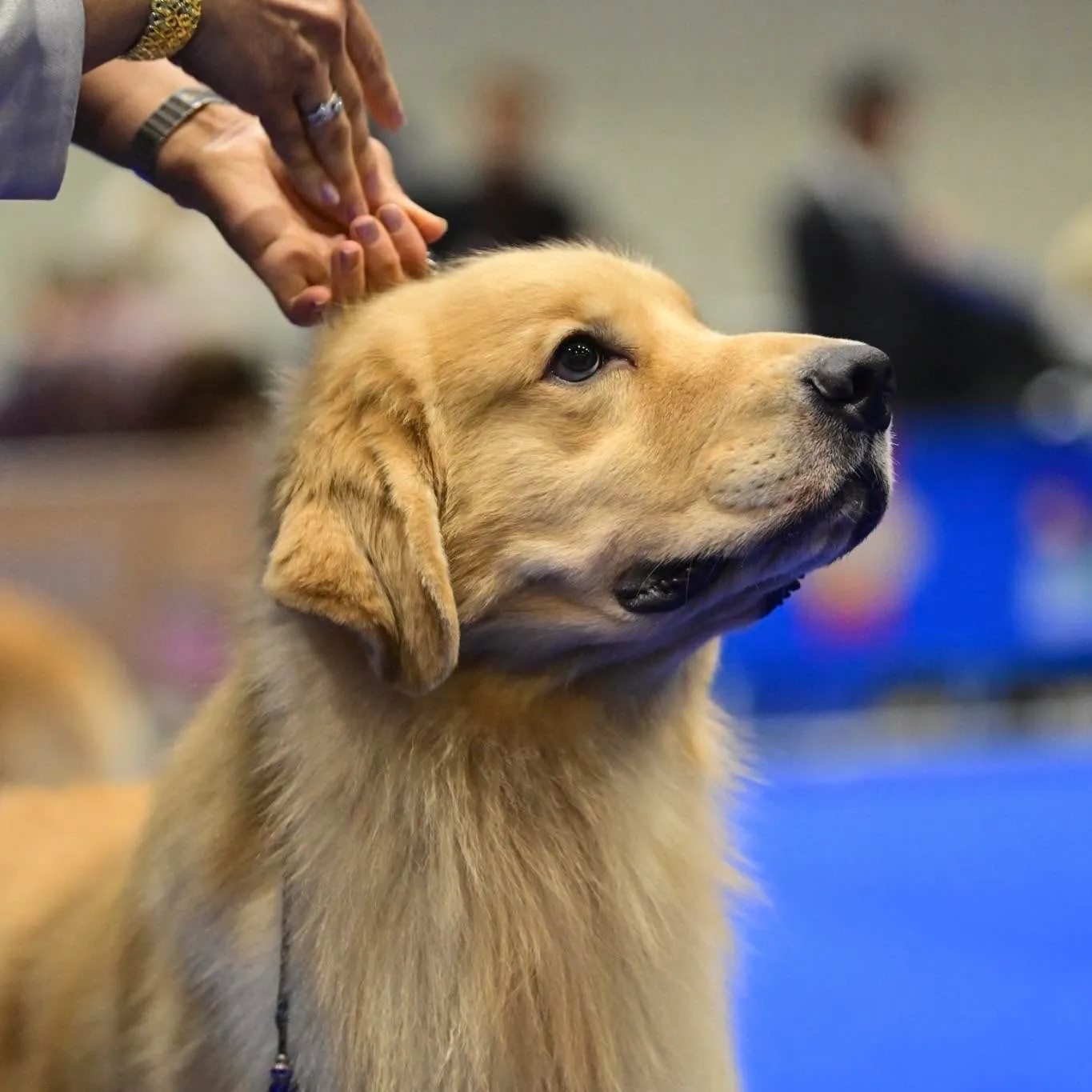 รูปNantawan Golden Retrievers 2 จาก 3
