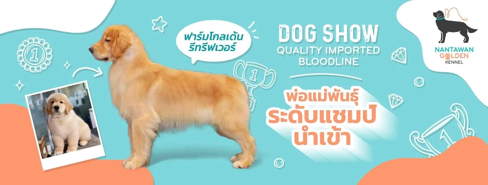 รูปNantawan Golden Retrievers 3 จาก 3