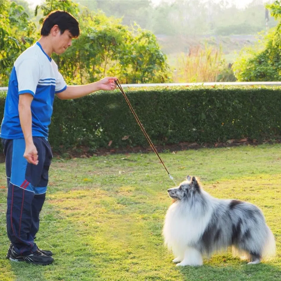 รูปSnowdogs Shetland Sheepdog 2 จาก 3