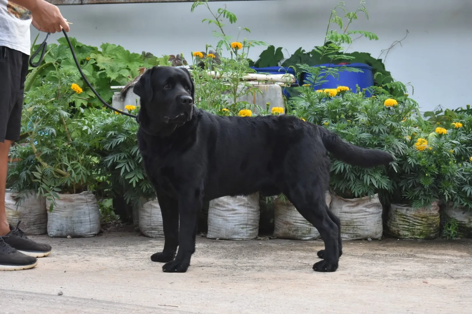 รูปDahla's Labrador 3 จาก 3