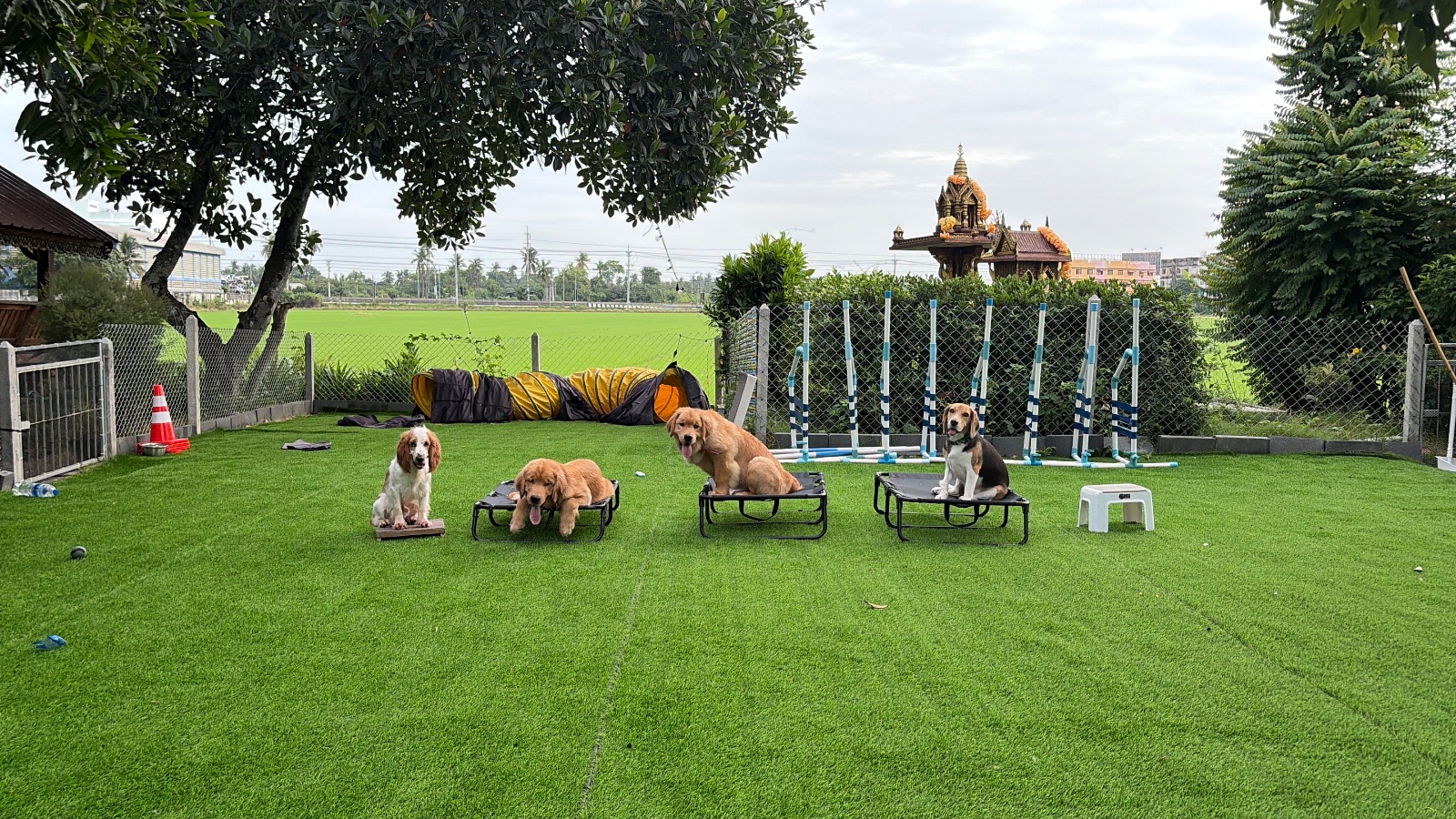 รูปDogsQuest 4 จาก 7