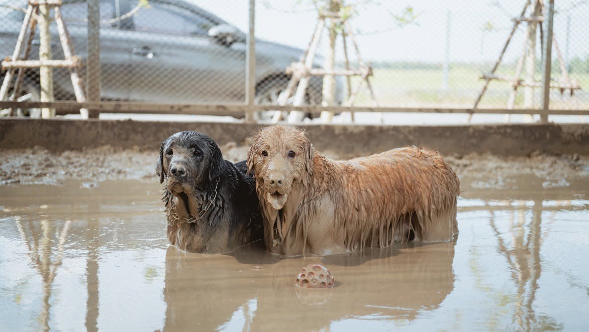 รูปPawtails Pet House 2