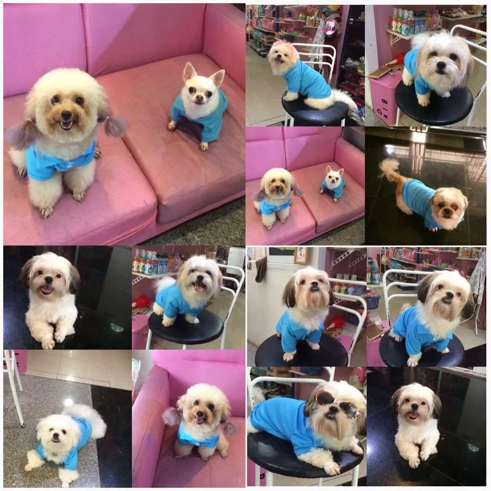รูปMJ Dog 3 จาก 3