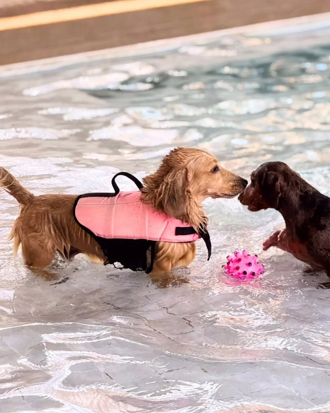 รูปDoGGo PLAY 3 จาก 3