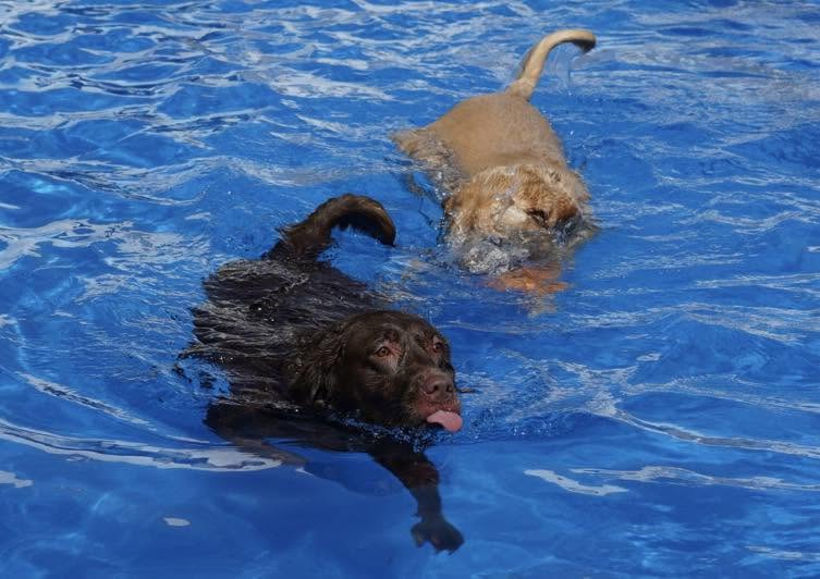 รูปPawtails Pet House 3