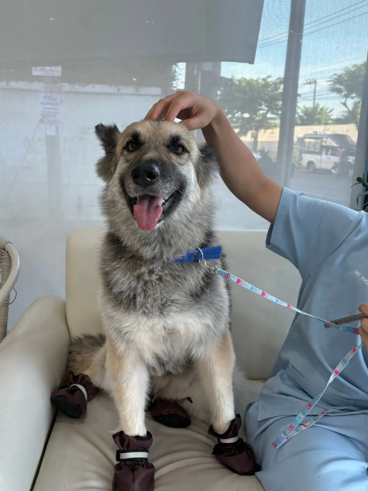 รูปโรงพยาบาลสัตว์ออลเบสท์ (All Best Pet Hospital) 2